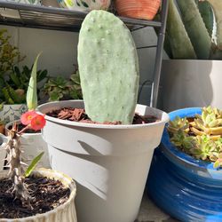 Organic Prickly Pear Cactus Plant