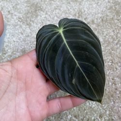 Melanochrysum Philodendron (uncommon)