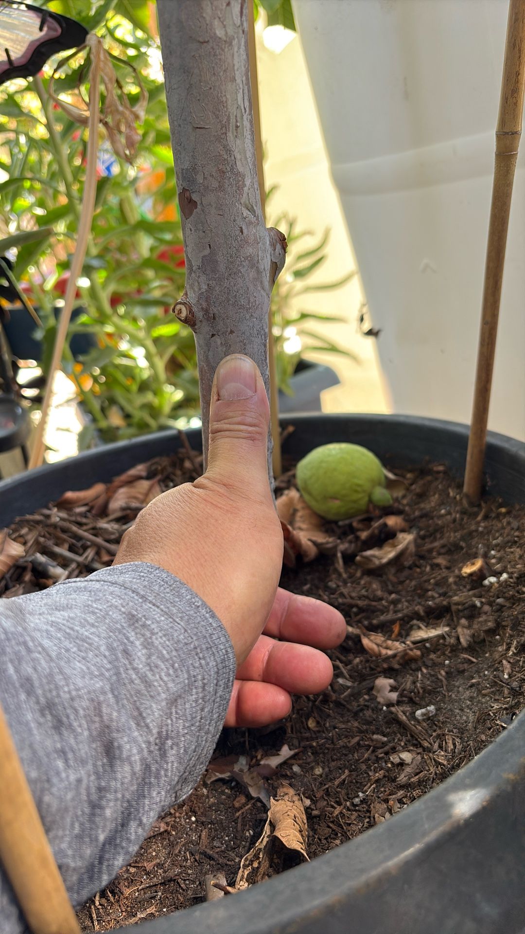 6’ Tall Ruby pink GUAVA TREE
