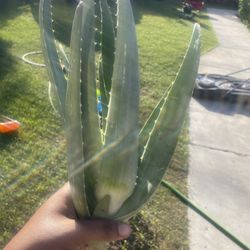 Aloe Vera Plant