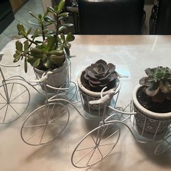 Bicycle With Succulent Planter