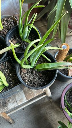 Aloe Vera
