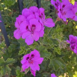 Geranium cuttings