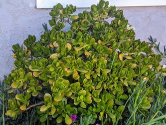 Jade - succulents - full sun, partial sun or shade available