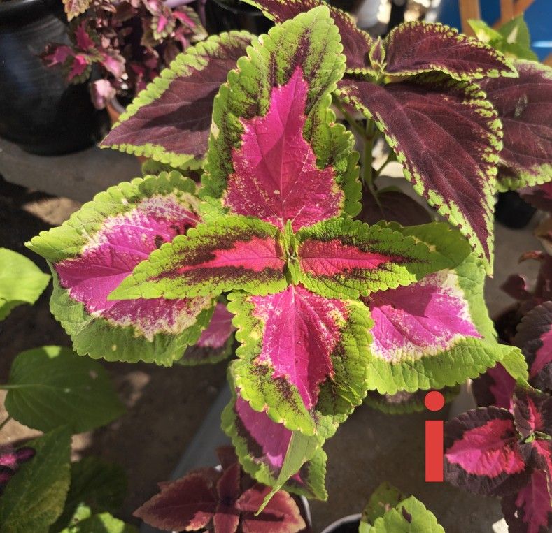 Pink Flame painted Nettle Plant. Starter Available 