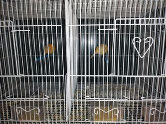 Bird Cage