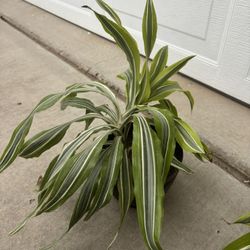 Live Plant 10.00