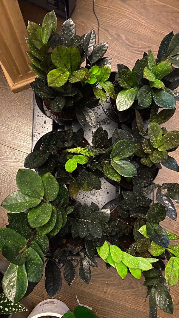 Raven ZZ plant for Sale in Fort Worth, TX - OfferUp