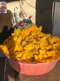 Flor de Cslsbaza a la venta 10 flores por $1