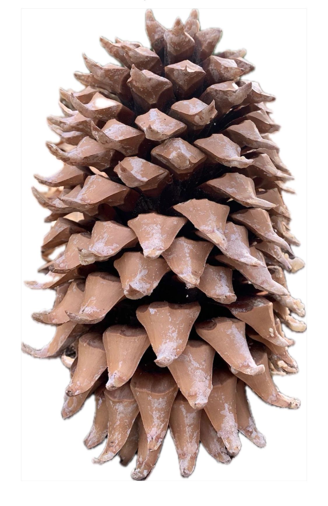 8" California Coulter pine cone