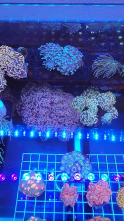 Coral Hammers Gold, Green and Pink AVAILABLE CHEAP