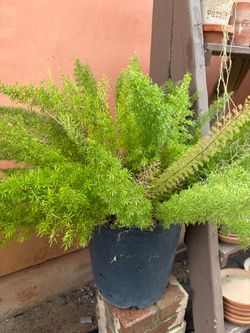 Fern