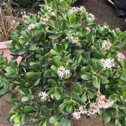 Jade Planta De Suculenta 