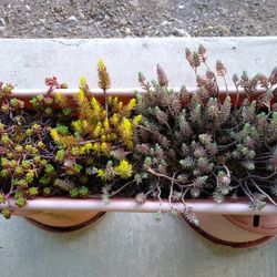 Large Long Tray Of 3 Types Of Succulents. Only Until End Of May. No Holds