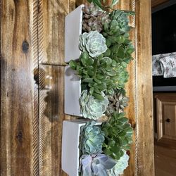 Succulent Arrangements