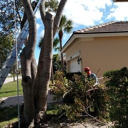 Tree Trimming 