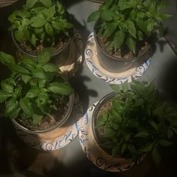 chiltepin Peppers