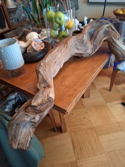 Unic shape of Root of Redwood tree