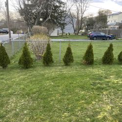 Trees At $50.