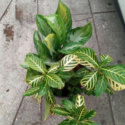Chinese Evergreen with Zebra Plant -$25