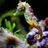 Seahorsemai