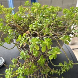 Succulent Plant $20