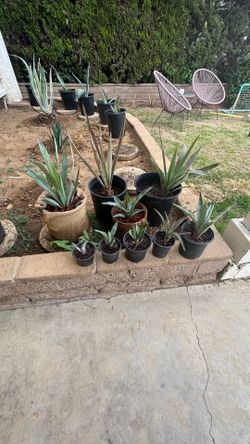 Agave Tequilana Potted Plants