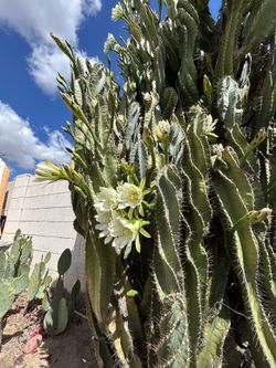 UPDATE. Twisted Cactus Pieces