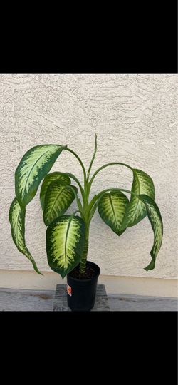 Dieffenbachia Compacta Tropical Snow Live Plant