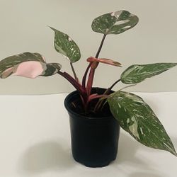 Pink Princess Philodendron 