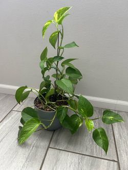 Golden Potho Plant