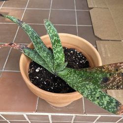 Gasteria Succulent