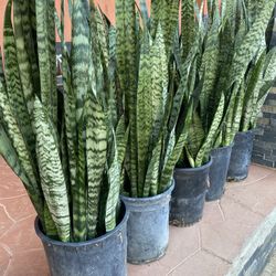 Snake Plants
