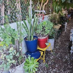 Different Snake Plants For Sale 