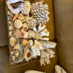 Huge lot Of Seashells & Coral