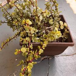 Elephant Bush (Portulacaria afra, often called a dwarf jade plant)