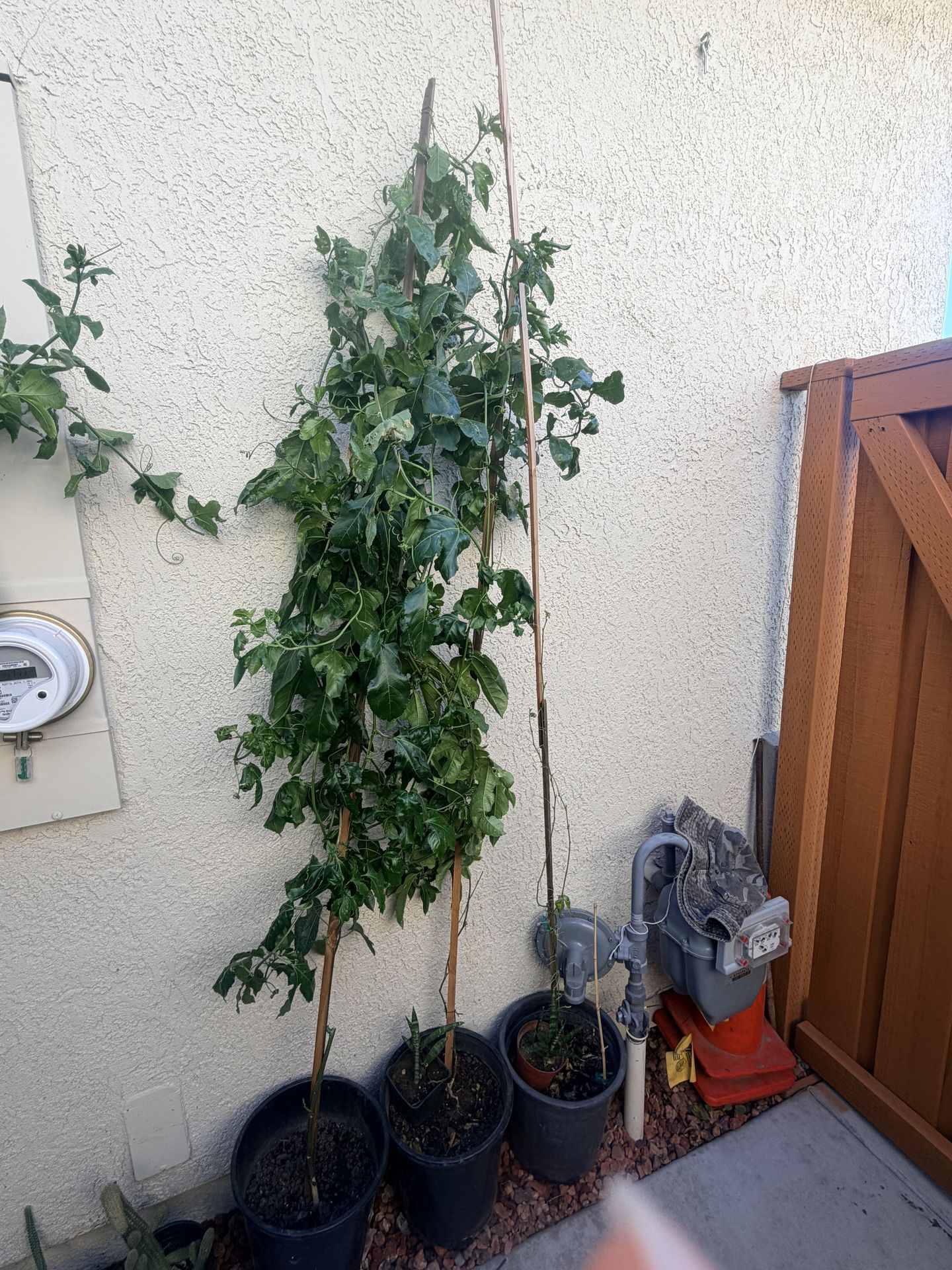 Purple passion fruit plant