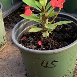  Crown of Thorns Queen Millionaire Euphorbia Milii Hybrid