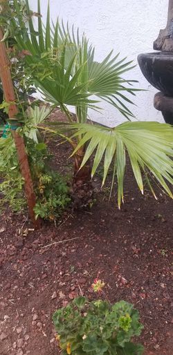 Palm Trees