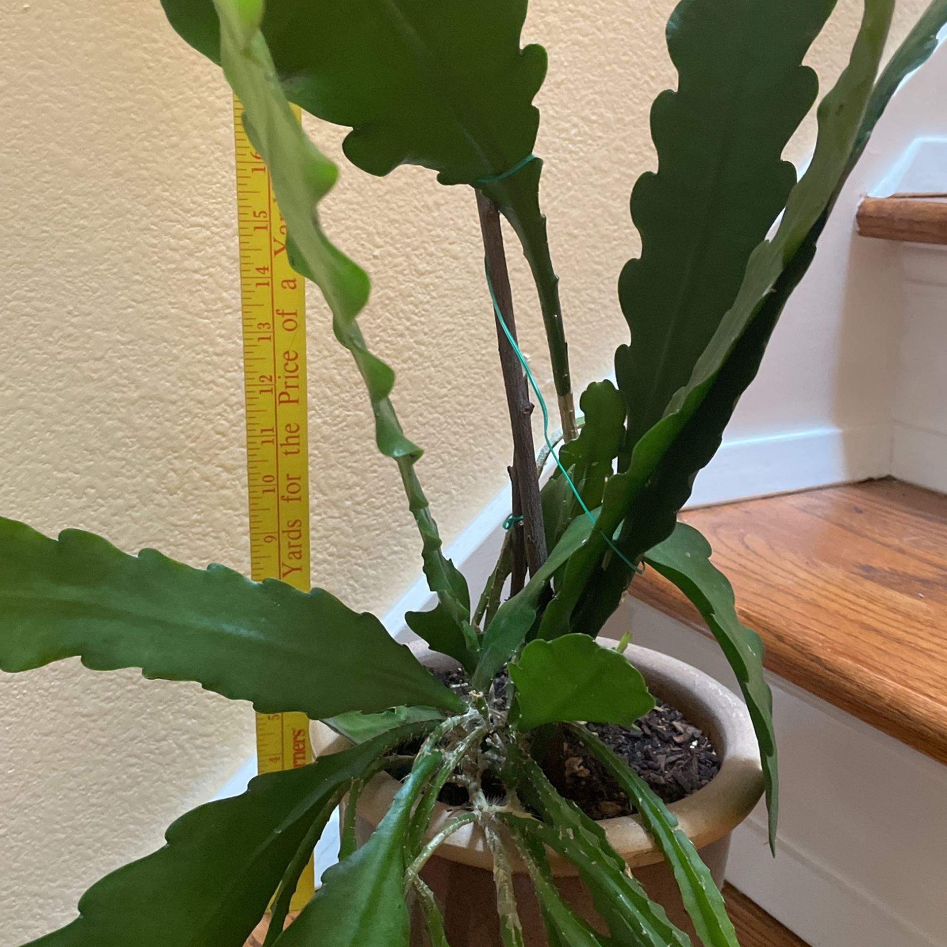 Cactus orchids