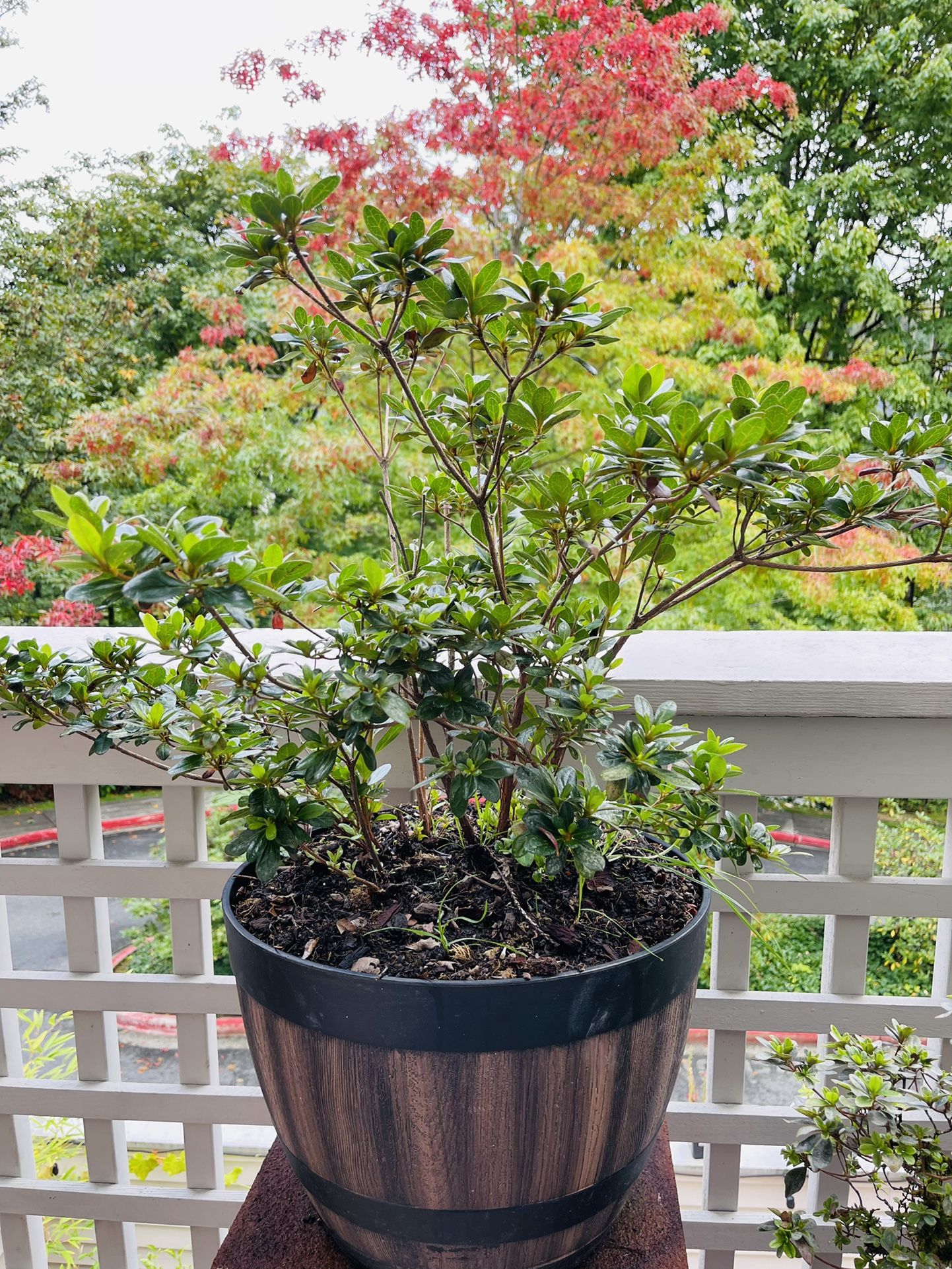 20” Tall Red Flower Azalea Plant In A Round Wooden Container