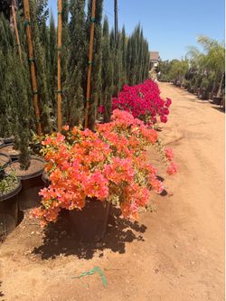 Bougainvillea 15 gal