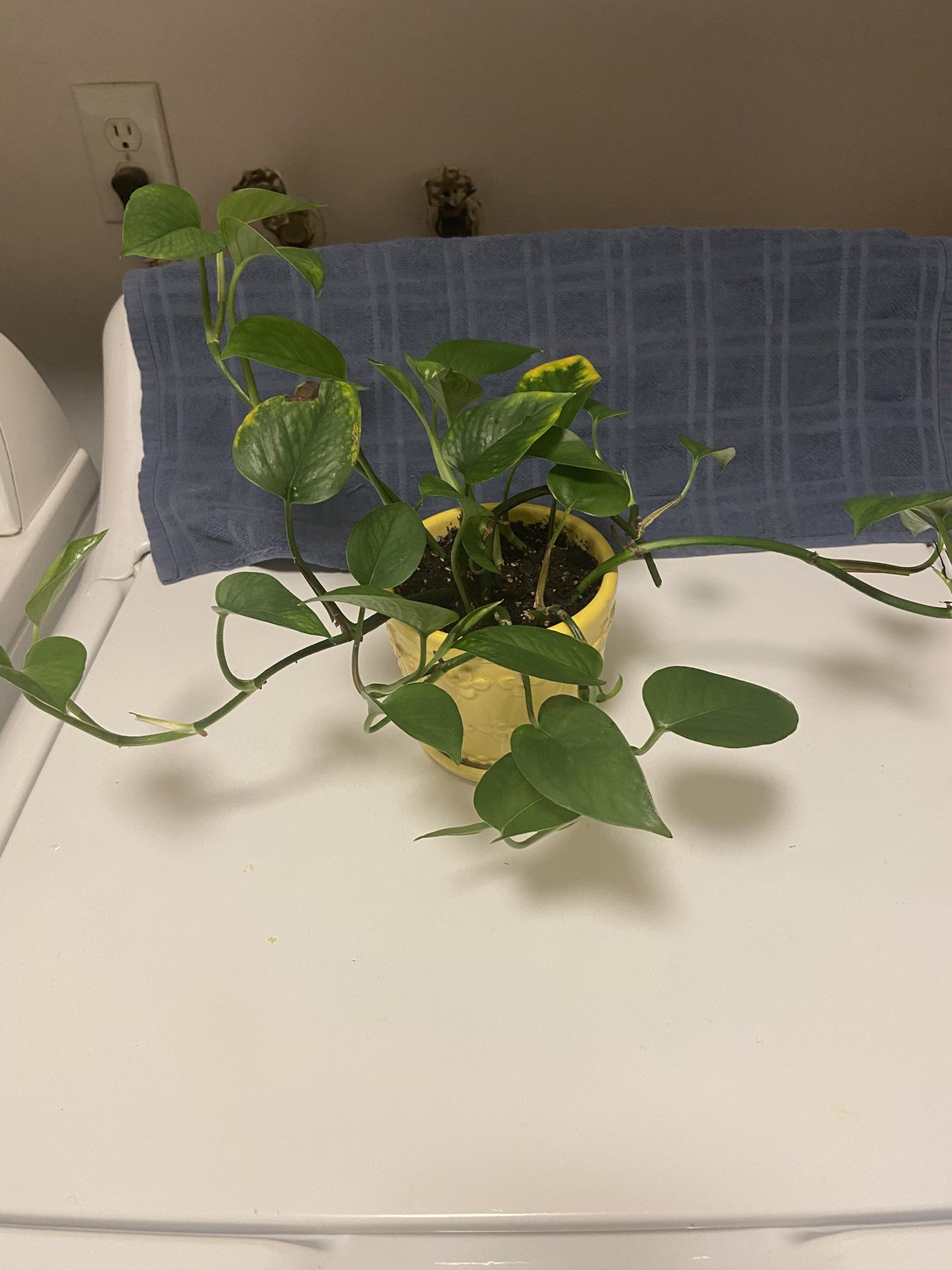 Healthy Growing Pathos Plant In Beautiful Yellow Glazed Pot With Saucer