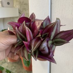 Tradescandia. Plants