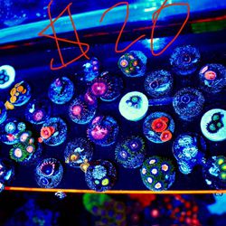Zoa Frags For Sale In Ventura County