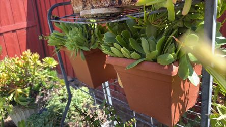 Succulents