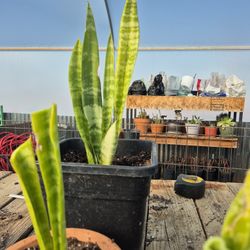 Planta De Sunceberia O Lengua De  Suegra