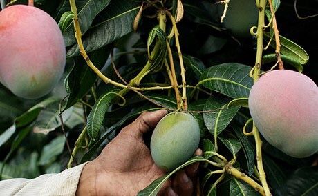 Mango plant/ mango Haden 🥭/ $10 each plant