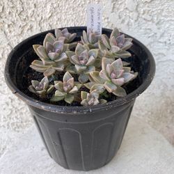 1 Gallon Pot Succulent Plant - Sedum Mendozae - Shimmering Rose - Rooted & Established - 🪴- Drought Resistant