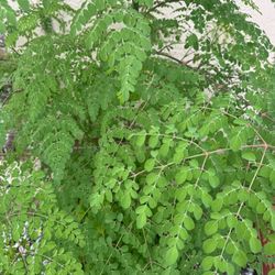 Moringa